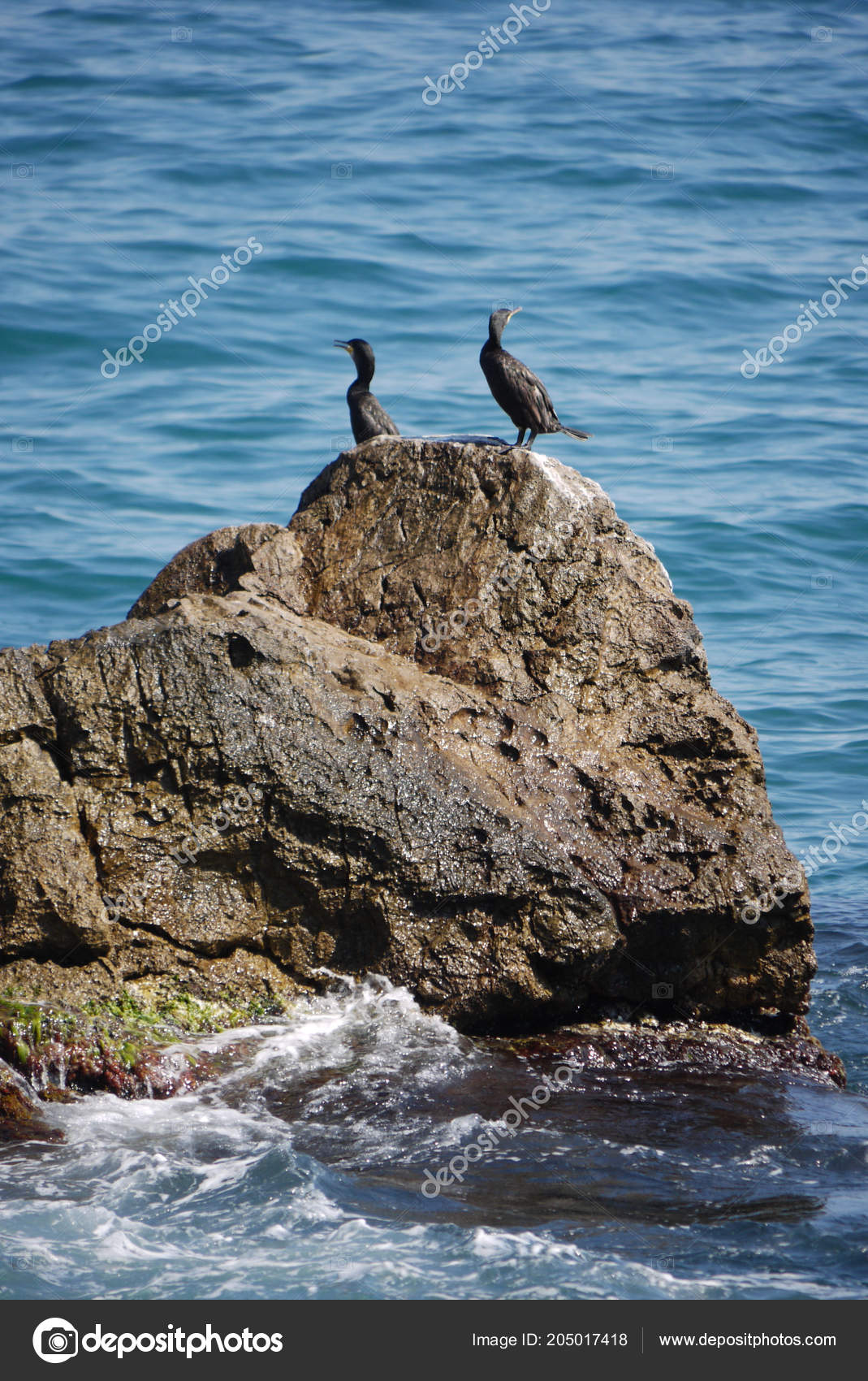 Un Couple Doiseaux De La Mer Noire Sur Un Rocher Qui Est