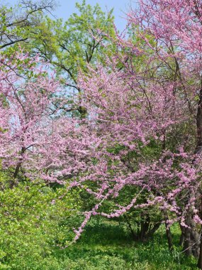 sıradan bir park pembe sakura çiçek açması ağacı süsler