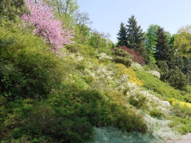 park hill arasında yeşil çiçek açan sakura kapsar