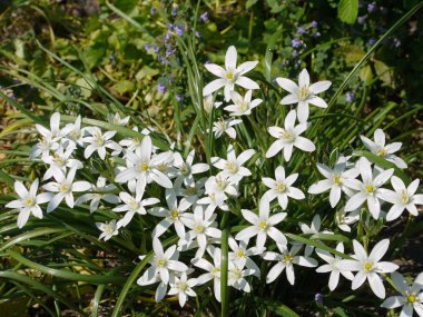 sulu yeşil Bush Beyaz Sarı neşeli çiçekler