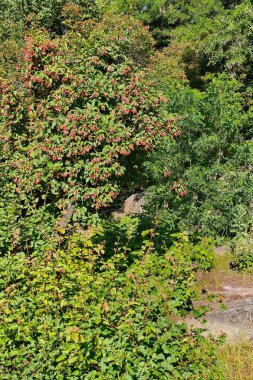 Yeşil Dekoratif ağaçlar ve çalılar çok sayıda küçük yaprakları ile bükülmüş