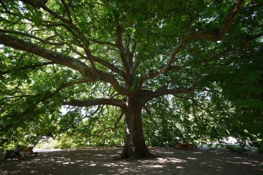 Geniş dalları ile büyük antik masif ağaç yakınındaki küçük bir kalabalık