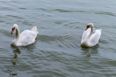 Turuncu gagaları ile gurur Beyaz Kuğu hızla gölet üzerinde yüzmek