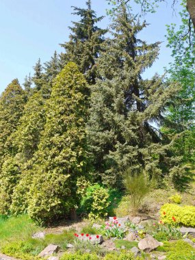 Uzun iğne yapraklı ağaçlar arka planı çok renkli çiçek açan laleler