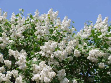 açık gökyüzü arka planı beyaz leylak büyük bush