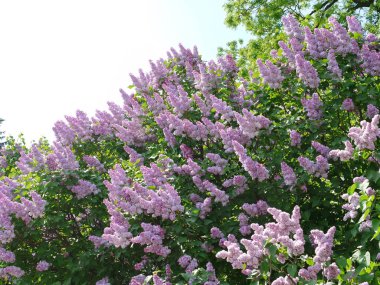 Bir leylak Bush parkta güzel mor çiçekler