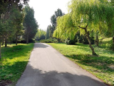eğimli sürünen willows açık güneşli bir günde bir park ile geniş açık sokak