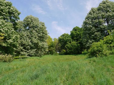 Yumuşak çim yeşil doğal çim bir mavi gökyüzü arka plan uzun ağaçlar ortamının bulunan.
