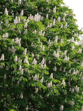 Bahar kestane dan uzağa bakmak zor olduğu güzellik çiçeklenme çok güzel. Doğa şehir sokakları arasında güzel bir parçası.