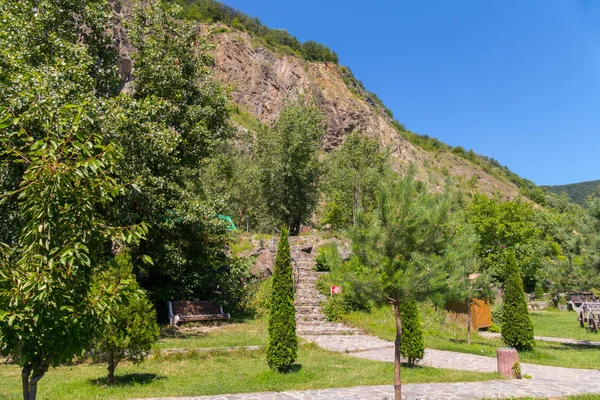 Several cypresses and young trees on the background of a mountain — Stock Photo, Image