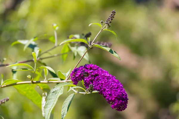 Un pincel de flores de color lila sobre un tallo doblado bajo el peso — Foto de Stock