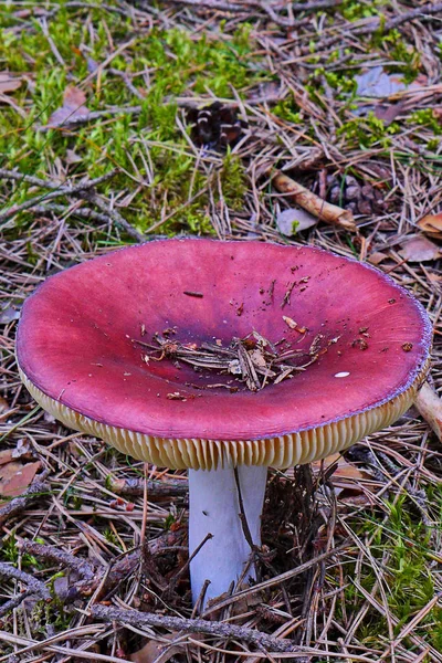 Crustáceo de cogumelos com um boné rosa sob as agulhas de pinheiro pinheiro de perto — Fotografia de Stock