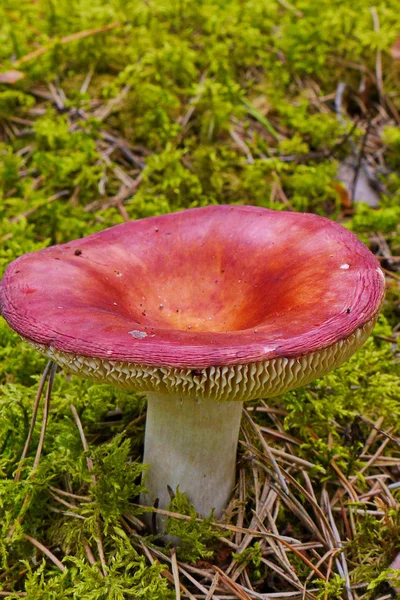 A large pink cap of ripe raw milk on a thick white stalk among moss in the woods — Stock Photo, Image