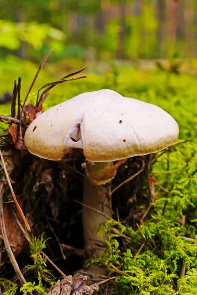 The most dangerous and poisonous pale toadstool lurking in the woods among the moss — Stock Photo, Image