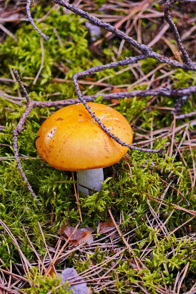 Large beautiful mushroom on a white stalk with an orange cap — Stock Photo, Image