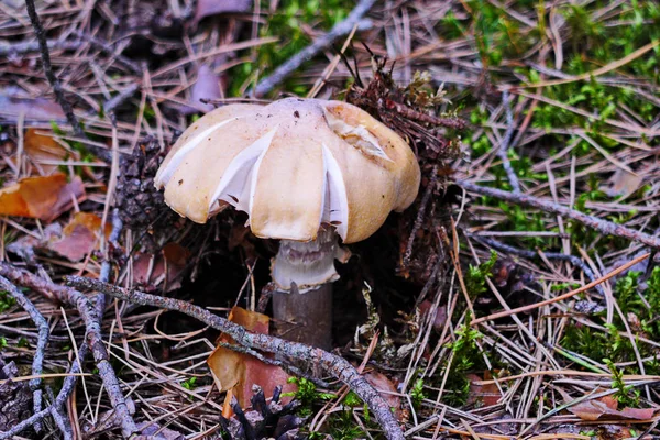 Nahaufnahme Eines Pilzes Auf Einem Braunen Halm Mit Weißem Hut — Stockfoto