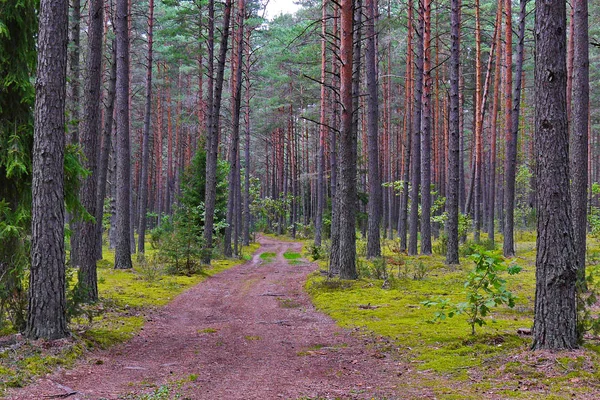 松の森と緑の背景に広い茶色の道 — ストック写真