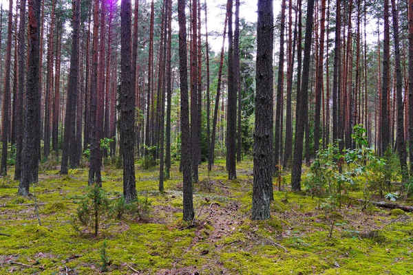 Уютная лесная поляна на фоне высоких зеленых деревьев. Место отдыха для взрослых и детей — стоковое фото