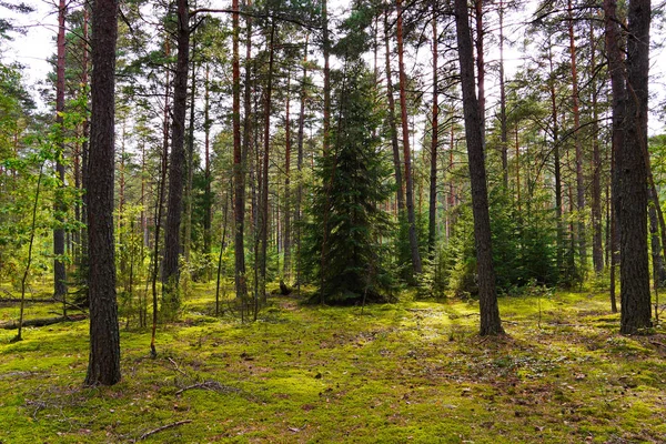 Un pintoresco claro en un bosque de pinos cubierto de musgo con conos caídos. Un buen lugar para relajarse con la compañía en un día libre . — Foto de Stock