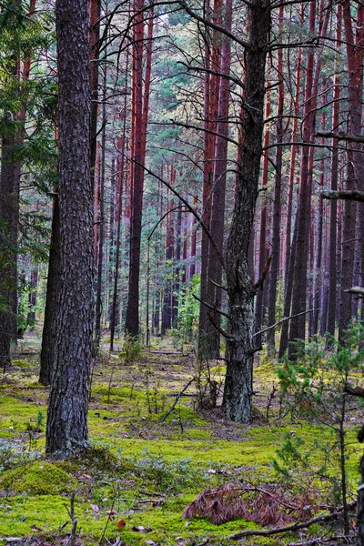 Σιωπηλή δάσος με ψηλά πεύκα που στέκεται πάνω σε πράσινα βρύα — Φωτογραφία Αρχείου