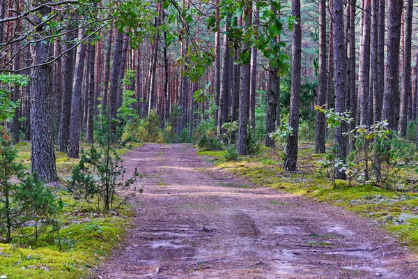 Camino en medio de un hermoso bosque de pinos — Foto de Stock