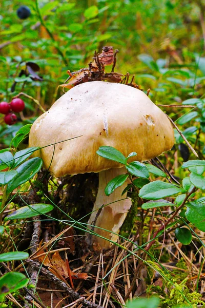 Mushroom in coniferous forest with insect on a hat with red berries and blueberries — Stock Photo, Image