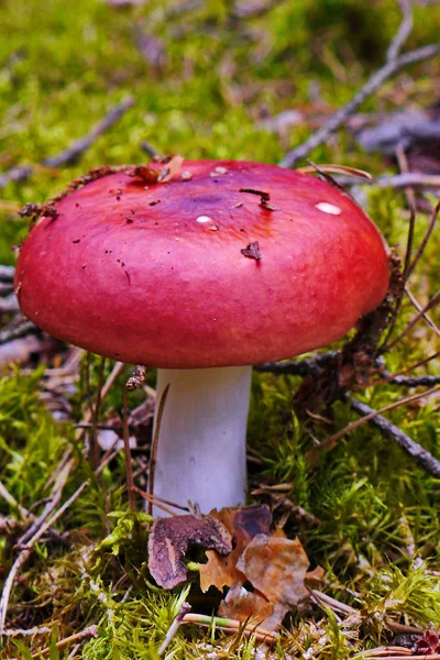 Um belo cogumelo com um chapéu vermelho brilhante em um tapete verde de seu musgo — Fotografia de Stock