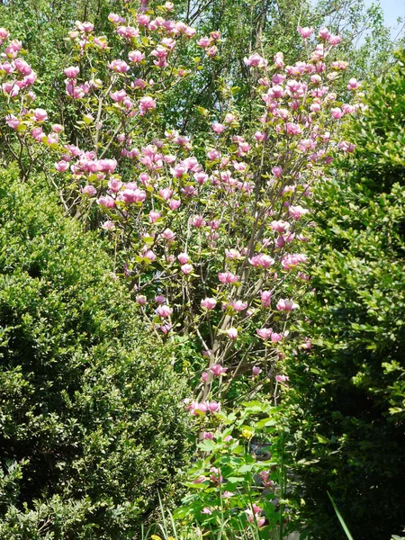 Το υπέροχο λουλούδι της το ροζ magnolia είναι ορατή ανάμεσα στους θάμνους από πυξάρι αειθαλής — Φωτογραφία Αρχείου