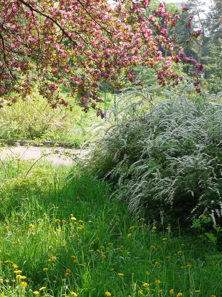 Diente de león, arbusto verde y ramas de flores de cerezo en el parque — Foto de Stock