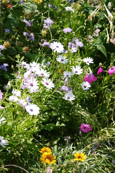 Flowerbed with lots of white, pink and orange flowers on a background of green grass — Stock Photo, Image