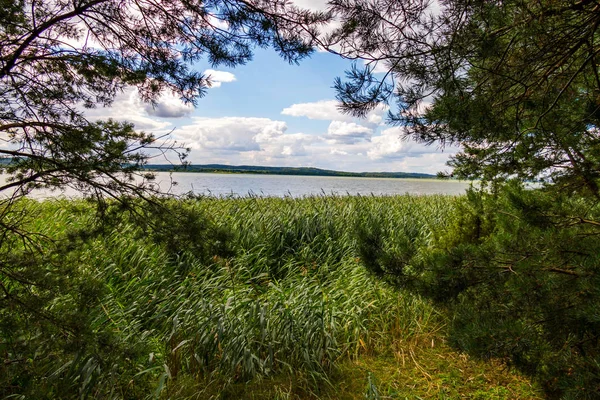 Zelené rákosí na pozadí krásné jezero, hory a modrou oblohou — Stock fotografie