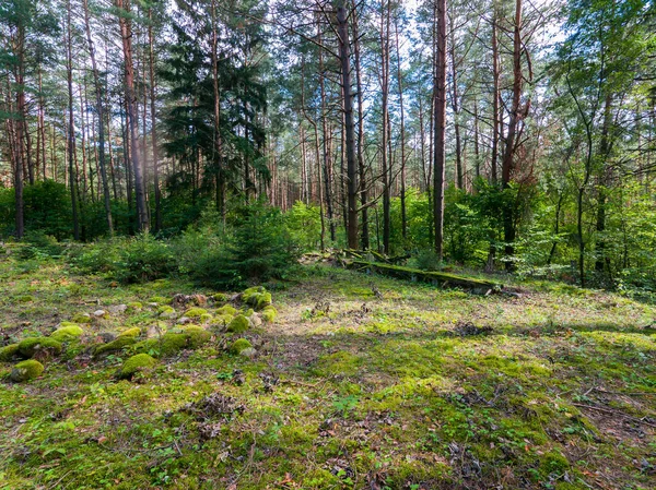 Un amplio claro de bosque con piedras, cubierto de musgo y muchos árboles verdes altos — Foto de Stock