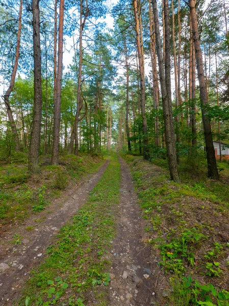 Camino pisoteado en un bosque de pinos rara vez plantado con una pequeña casa en la acera — Foto de Stock