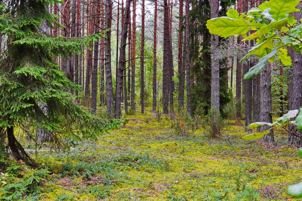 Hermosa naturaleza en un bosque de pinos con una alfombra verde de musgo alfombrando la tierra entre los árboles . — Foto de Stock