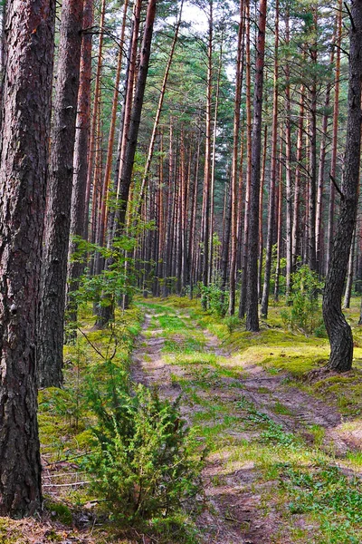 Cesta v borovém lese. Stromy s ostny — Stock fotografie