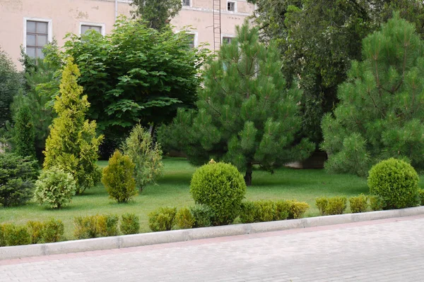 Krajobraz z krzewy ozdobne i sosny na trawnik w pobliżu pink house — Zdjęcie stockowe