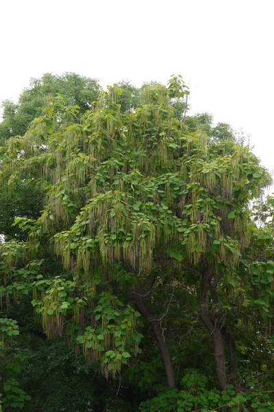 Coroa exuberante de uma grande árvore poderosa com inflorescências verdes oblongas incomuns em ramos — Fotografia de Stock