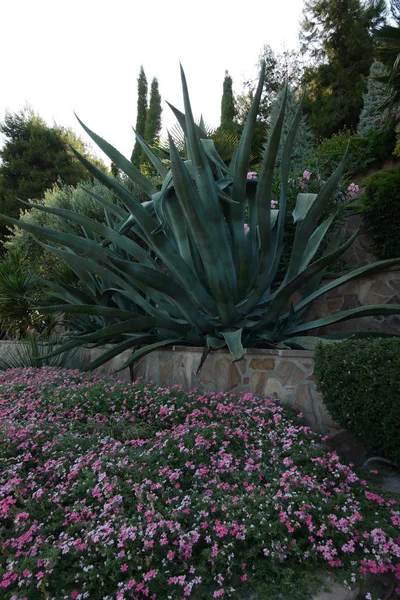 Daun hijau raksasa juicy dari tanaman misterius tumbuh di taman di tempat tidur bunga — Stok Foto