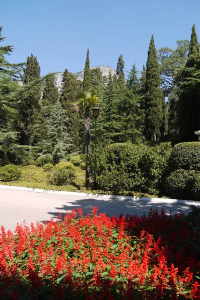 Macizo de flores con flores rojas y otros espacios verdes en la zona del parque en el fondo de la gran montaña —  Fotos de Stock