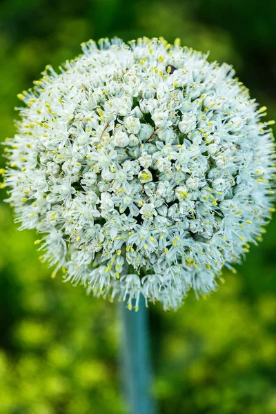 Flor branca com pétalas densas formando a forma de uma esfera com pequenos pontos amarelos de estames. Parece muito bonito e incomum . — Fotografia de Stock