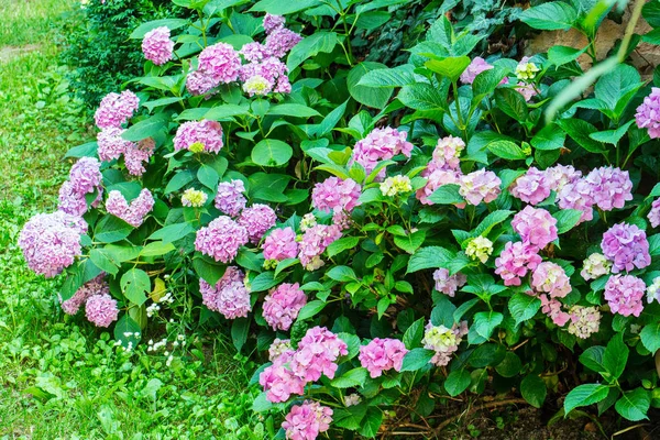 Güzel bush ile pembe renk ve yeşil büyük yaprakları küçük çiçekler — Stok fotoğraf