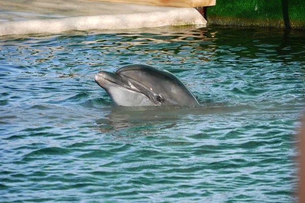 A handsome dolphin peeking out of the pool water in a dolphinarium with a clever air looks away from himself. — Stock Photo, Image