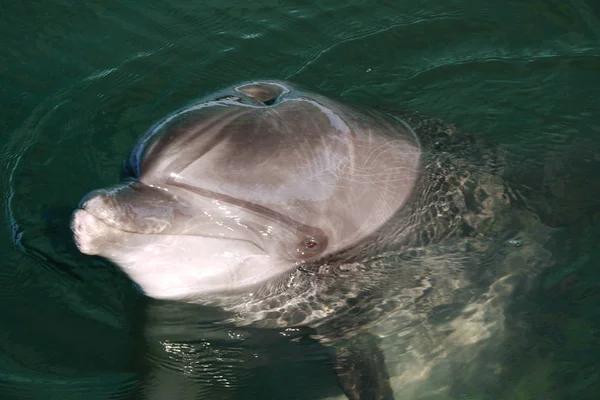 カメラマンにスマートな一見を見て明確な青い水の表面にイルカの頭. — ストック写真