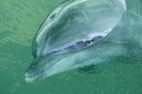 The dolphin is on the surface of water with a wet head and a reflected panorama of the environment. — Stock Photo, Image