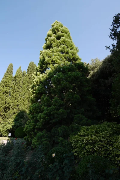 雲一つない青空と緑豊かな木々 が緑の公園の美しい晴れた日. — ストック写真