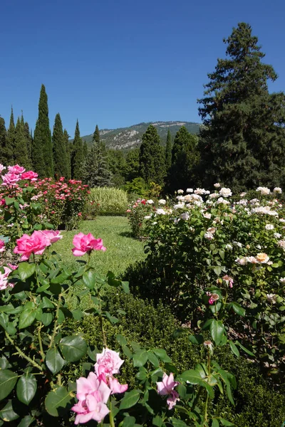 Rosa arbusto y rosas blancas en el parque en el fondo de una alta montaña distante — Foto de Stock