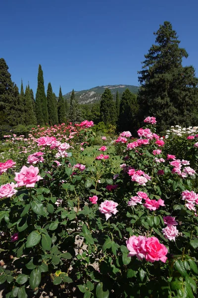 Великолепная поляна с красивыми кустами роскошных роз, растущих среди пышных елок с прекрасным видом на горы и голубое небо . — стоковое фото