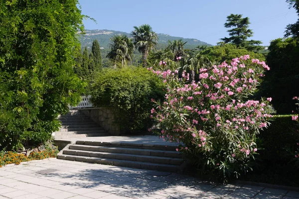 Escaleras de hormigón en un hermoso parque con árboles y un arbusto de flores de color rosa contra el fondo de un cielo azul — Foto de Stock