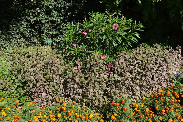Um canteiro de flores com arbustos grandes, pequenas flores bonitas e outras plantas decorativas — Fotografia de Stock