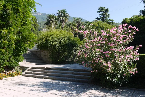 Escalones de piedra de azulejos contra el telón de fondo de hermosos arbustos verdes, árboles y palmeras altas — Foto de Stock